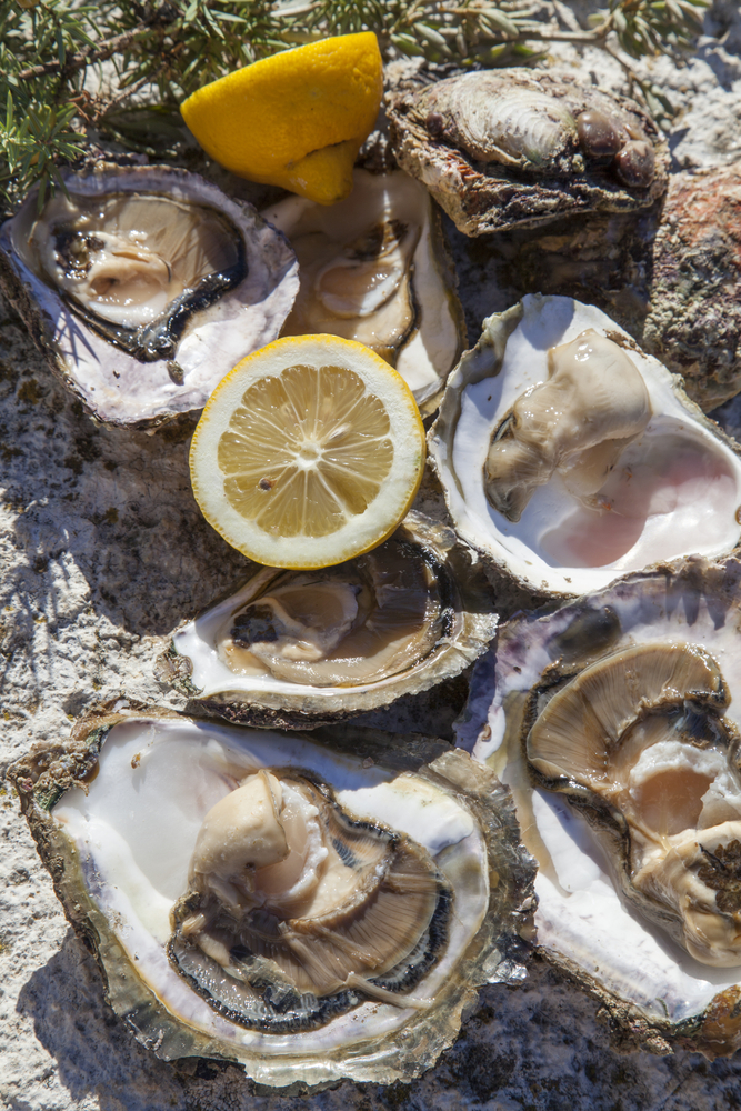 oysters croatia